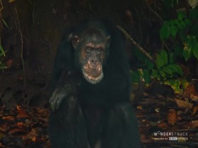 Baby Chimp Rescue S01E03 A New Beginning 480p x264-mSD EZTV