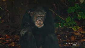 Baby Chimp Rescue S01E03 A New Beginning XviD-AFG EZTV