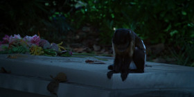 Bad Monkey 2024 S01E03 1080p ATVP WEB-DL H265 SDR DDP Atmos 5 1 English-HONE EZTV