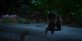 Bad Monkey S01E03 1080p WEB H264-SuccessfulCrab EZTV