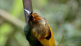 BBC Natural World 2010 Birds Of Paradise 1080p BluRay x264 AAC mp4 EZTV