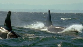BBC Natural World 2011 The Woman Who Swims with Killer Whales HDTV x264 AAC  mkv EZTV