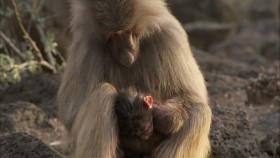 BBC Natural World 2012 Living with Baboons 1080p HDTV x265 AAC mp4 EZTV