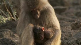 BBC Natural World 2012 Living with Baboons 720p HDTV x264 AAC mkv EZTV
