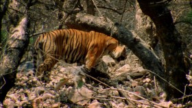 BBC Natural World 2012 Queen of Tigers 1080p HDTV x265 AAC  mp4 EZTV