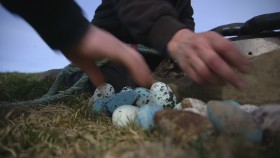 BBC Natural World 2015 Iceland Land of Ice and Fire 1080p HDTV x265 AAC mp4 EZTV