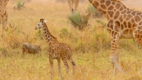 BBC Natural World 2016 Giraffes Africas Gentle Giants 1080p HDTV x265 AAC  mp4 EZTV