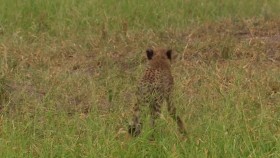 BBC Natural World 2017 Cheetahs Growing Up Fast 720p HDTV x264 AAC mp4 EZTV