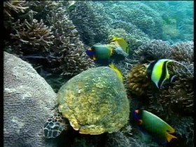 BBC Natural World Collection 2 2000 Seychelles Jewels of a Lost Continent DivX4 MVGroup avi
EZTV
