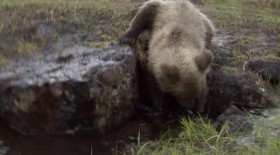 BBC Natural World Collection 3 2006 The Bear Man of Kamchatka DVDRip Xvid MVGroup avi EZTV