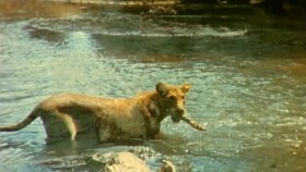 BBC Natural World Collection 3 2011 Elsa the Lioness that Changed the World PDTV Xvid MVGroup avi EZTV