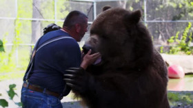 Beast Buddies S01E09 Risky Bear Business XviD-AFG EZTV