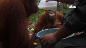 Becoming Orangutan S01E03 1080p HDTV H264-CBFM EZTV
