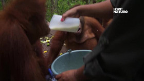 Becoming Orangutan S01E03 XviD-AFG EZTV