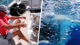 Below Deck Sailing Yacht S05E03 XviD-AFG EZTV