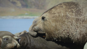 Big Beasts S01E02 The Elephant Seal 1080p ATVP WEBRip DDP5 1 x264-NTb EZTV