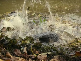 Big Beasts S01E03 480p x264-mSD EZTV