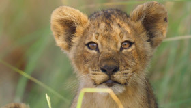 Big Cats 24 7 S01E01 1080p HDTV H264-DARKFLiX EZTV