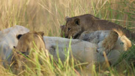 Big Cats 24 7 S01E01 480p x264-RUBiK EZTV