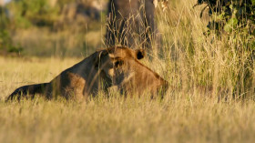 Big Cats 24 7 S01E03 480p x264-RUBiK EZTV