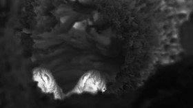 Big Cats 24 7 S01E05 480p x264-RUBiK EZTV