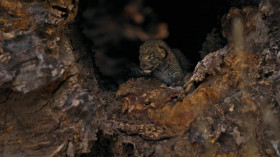 Big Cats 24 7 S01E06 480p x264-RUBiK EZTV