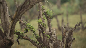 Big Cats Small World S01E01 1080p WEB h264-EDITH EZTV