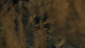 Big Cats Small World S01E02 1080p WEB h264-EDITH EZTV