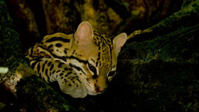 Big Little Journeys S01E02 XviD-AFG EZTV