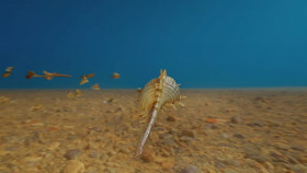 Blowing Up History S05E07 Secrets of the Sunken Empire 1080p HEVC x265-MeGusta EZTV