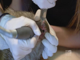 Bondi Vet S10E03 480p x264-mSD EZTV