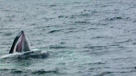 Britains Whales And Sharks Series 1 1of2 Whales 720p x264 HDTV EZTV