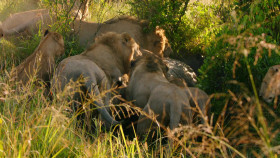 Brotherhood Of Lions S01E01 1080p WEB H264-CBFM EZTV