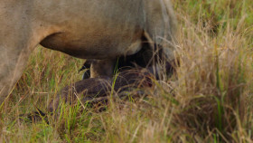 Brotherhood Of Lions S01E02 1080p WEB H264-CBFM EZTV