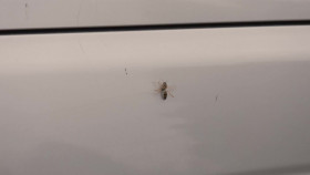 Bush Wreck Rescue S02E01 1080p WEBRip x264-BAE EZTV