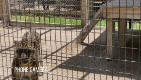 Carole Baskins Cage Fight S01E02 Tiger King Take Down 1080p HEVC x265-MeGusta EZTV
