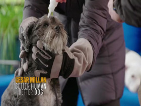 Cesar Millan Better Human Better Dog S01E10 480p x264-mSD EZTV