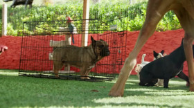 Cesar Millan Better Human Better Dog S02 WEBRip x264-ION10 EZTV