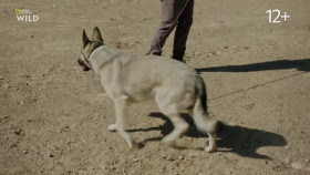 Cesar Millan Better Human Better Dog S03E07 XviD-AFG EZTV