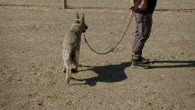 Cesar Millan Better Human Better Dog S03E08 1080p WEB h264-KOGi EZTV