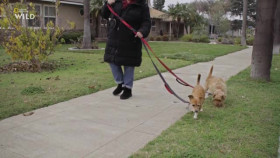 Cesar Millan Better Human Better Dog S03E12 XviD-AFG EZTV