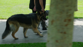 Cesar Millan Better Human Better Dog S04E06 Brutal Labradoodle 1080p HULU WEB-DL DD 5 1 H 264-playWEB EZTV