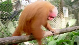 Ch4 Unreported World 2017 Perus Monkey Business 720p HDTV x264 AAC mkv EZTV