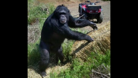 Chimp Crazy S01E03 1080p HEVC x265-MeGusta EZTV