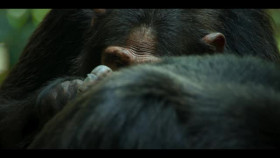 Chimp Empire S01E01 XviD-AFG EZTV