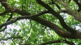 Christines Garden S01E01 1080p WEBRip x264-CBFM EZTV