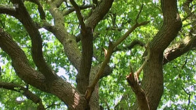 Christines Garden S01E01 XviD-AFG EZTV