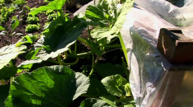 Christines Garden S01E04 1080p WEBRip x264-CBFM EZTV