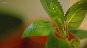 Christines Garden S01E05 1080p WEBRip x264-CBFM EZTV