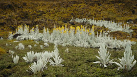 Colombia Wild and Free S01 1080p WEBRip AAC2 0 x264-BAE EZTV